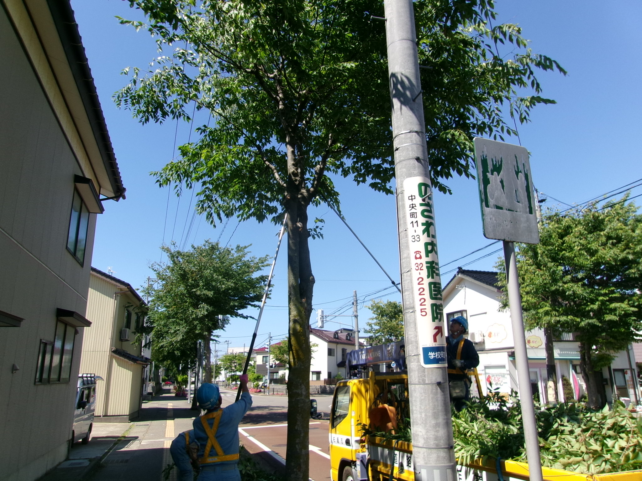 街路樹の剪定